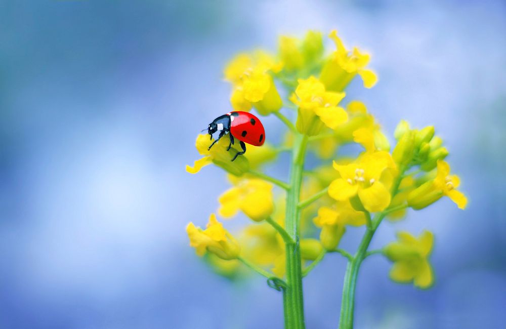 Erysimum Cheiranthoides. Original public domain image from Wikimedia Commons