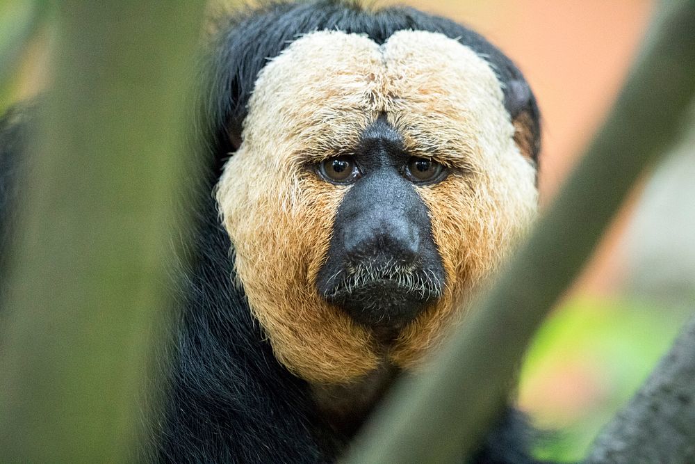 Beautiful white face saki at Apenheul Holland. Original public domain image from Wikimedia Commons