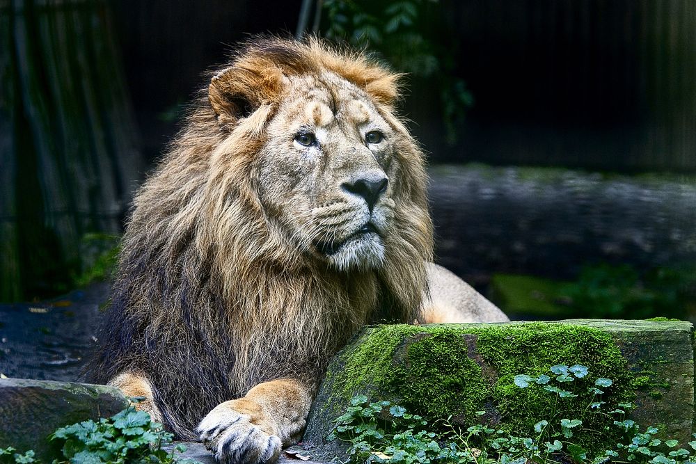 Lion is resting. Original public domain image from Wikimedia Commons