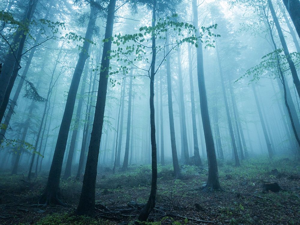Mysterious foggy woods. Original public domain image from Wikimedia Commons