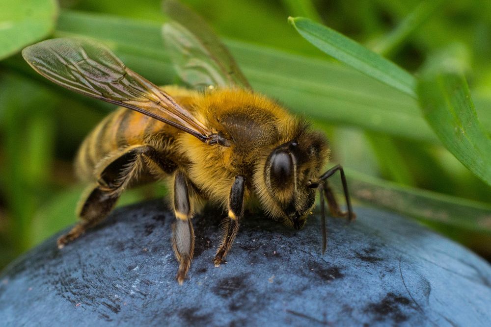 Macro bee. Original public domain image from Wikimedia Commons