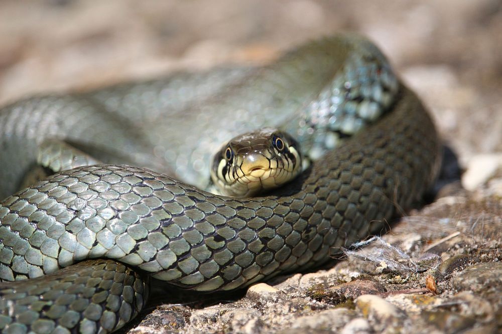 Snake. Original public domain image from Wikimedia Commons