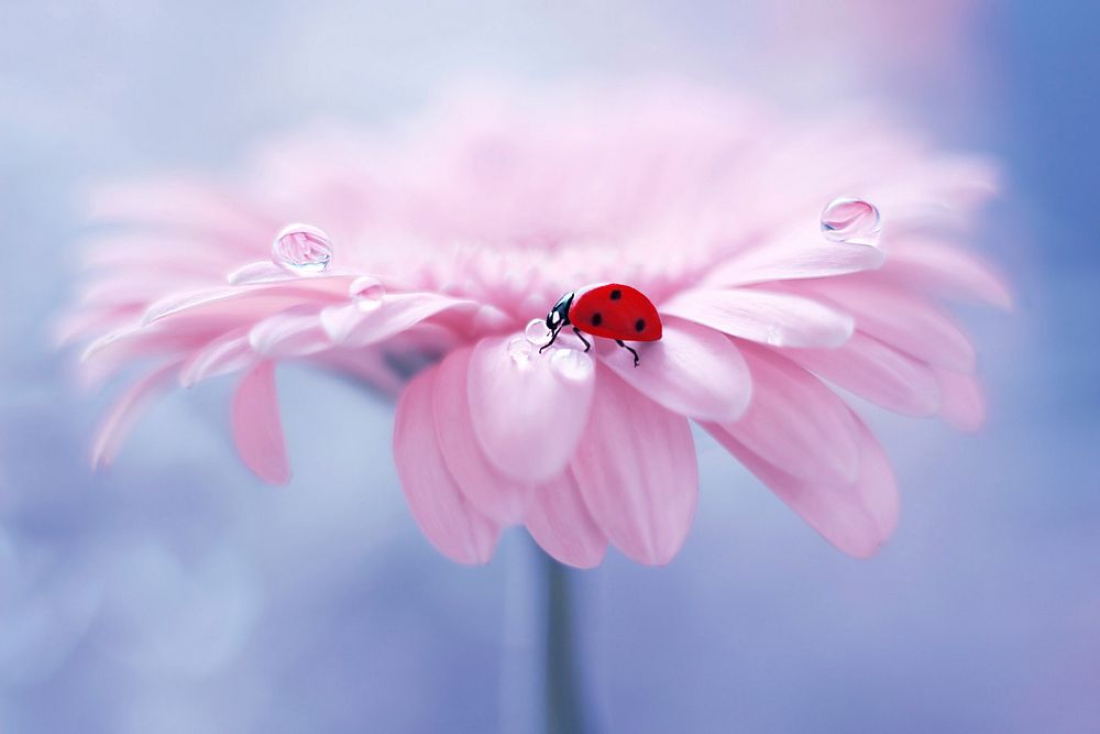Ladybug on flower. Original public domain image from Wikimedia Commons