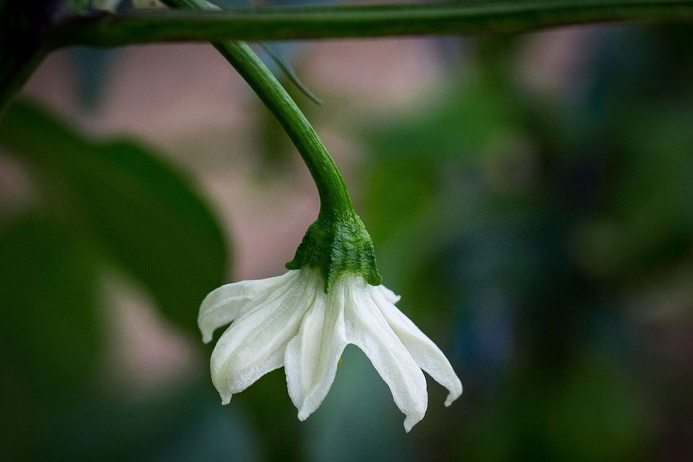 Pepper Flower. Original public domain image from Wikimedia Commons