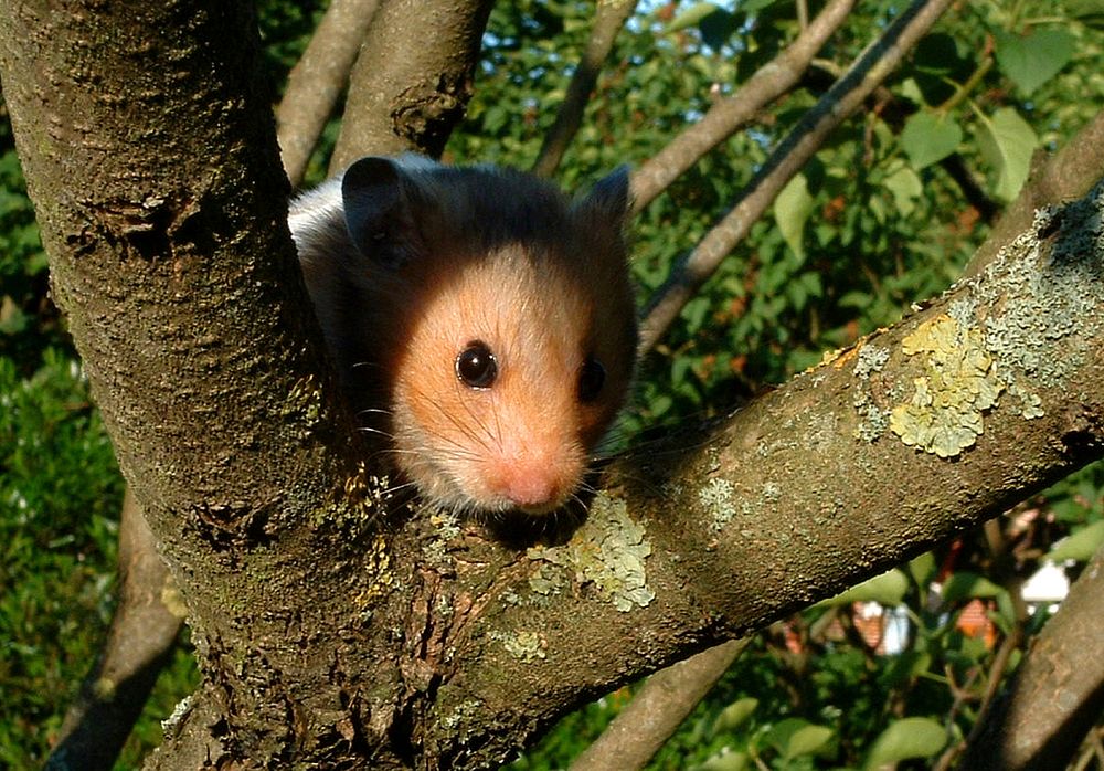 Hamster in a tree. Original public domain image from Wikimedia Commons