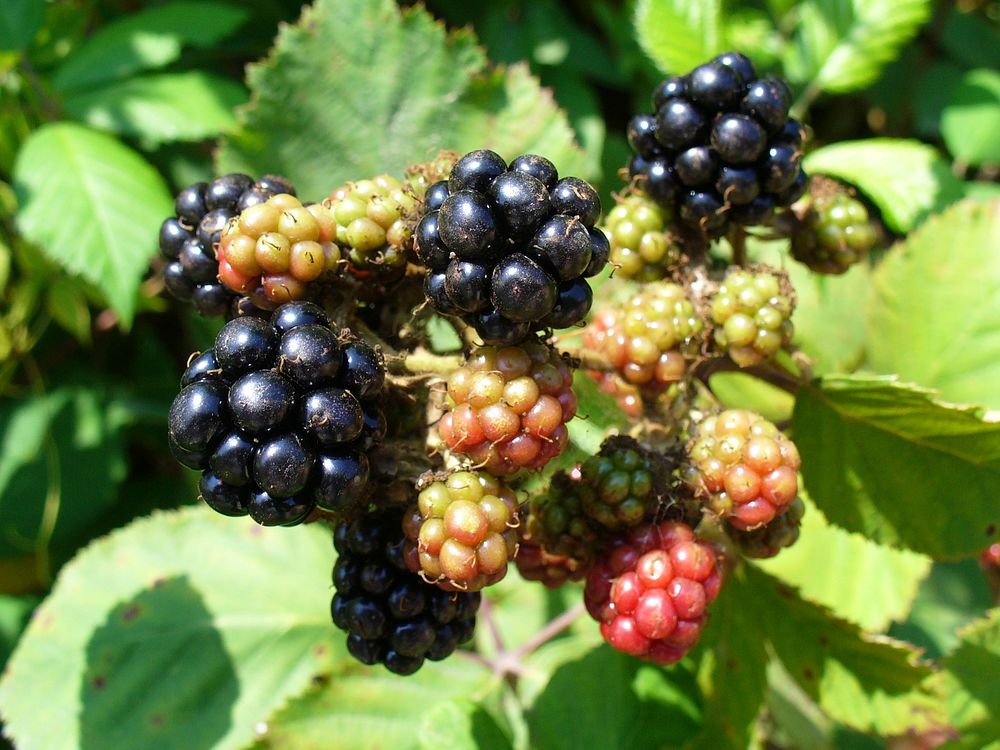 Blackberries (Rubus), ripe and unripe on a bush. Possibly a garden hybrid cultivar. Ukraine, the Crimea. Original public…
