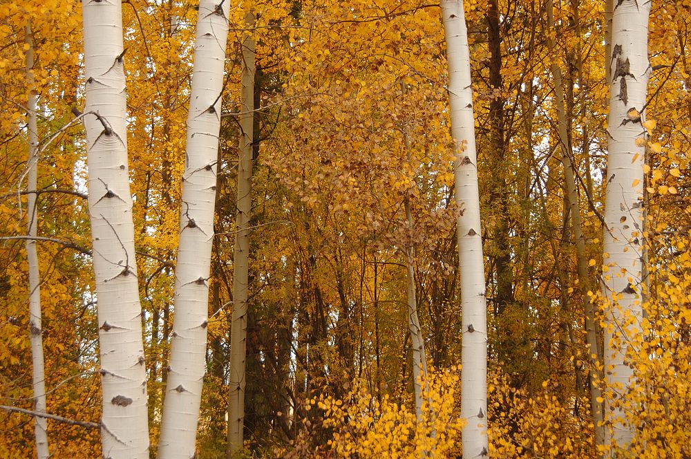 Poplar and Alder Forest in Fall by Rocky Point Resort on the Fremont-Winema National Forest. Original public domain image…