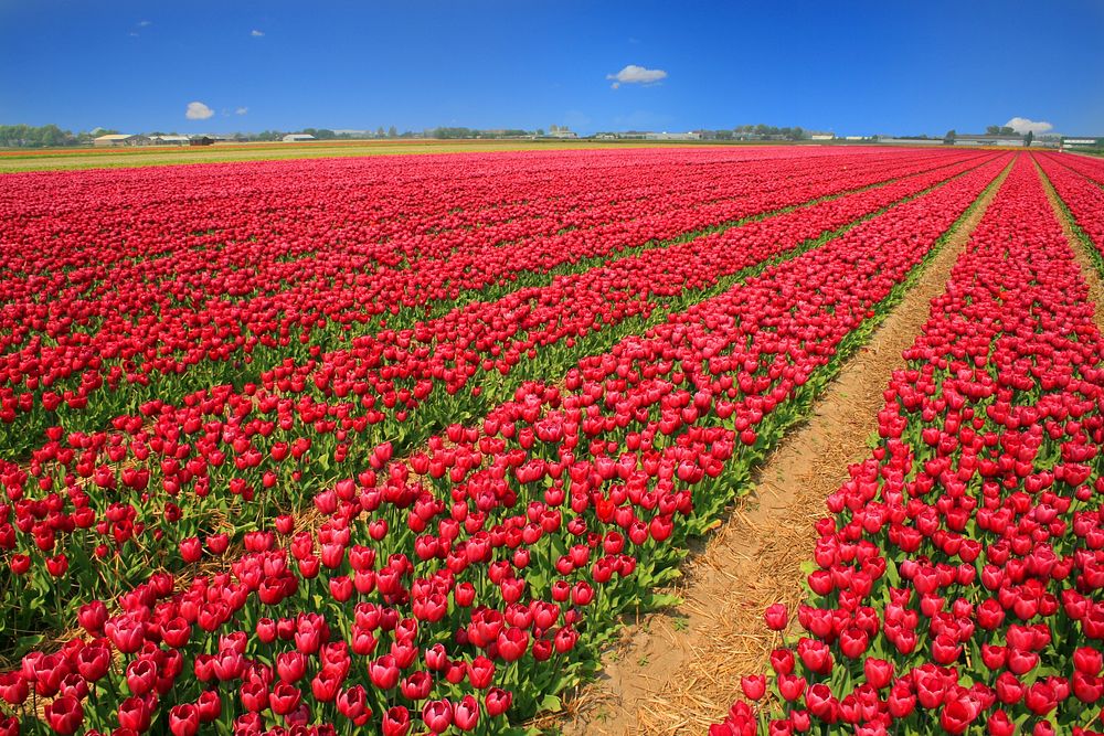Tulip Field Tulips Red Holland Nature Flowers. Original public domain image from Wikimedia Commons