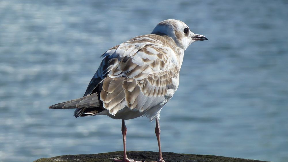 Seagull. Original public domain image from Wikimedia Commons