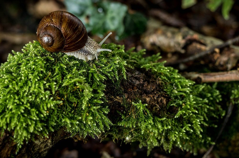 Snail. Original public domain image from Wikimedia Commons