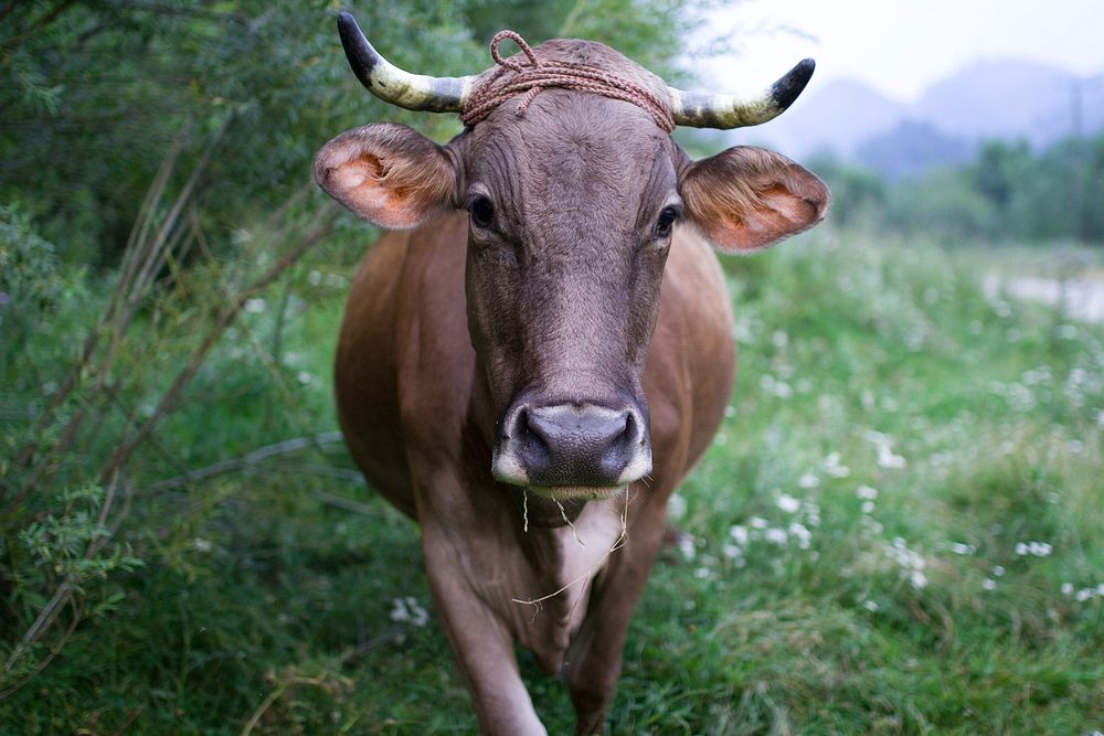 Cow. Original public domain image from Wikimedia Commons