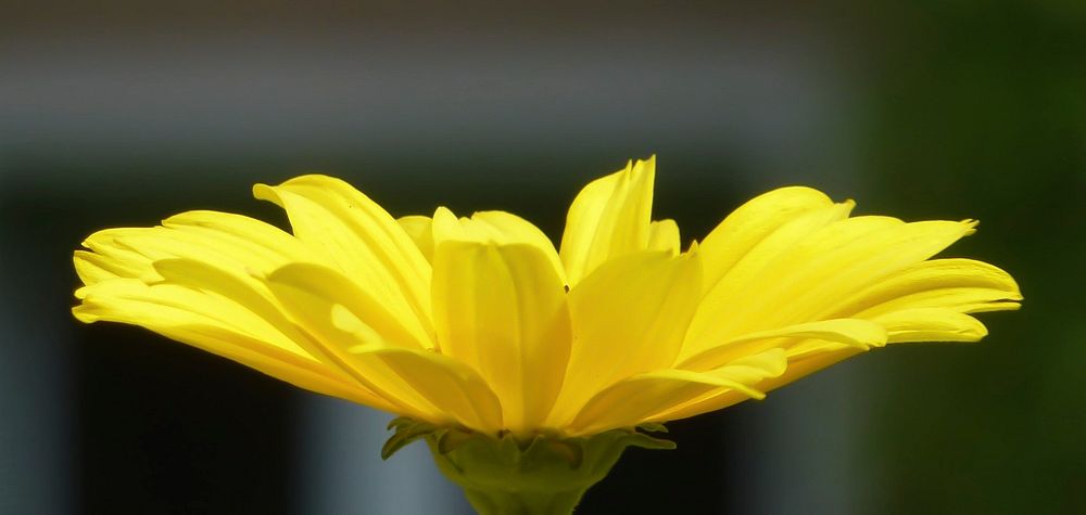 Yellow daisy. Original public domain image from Wikimedia Commons