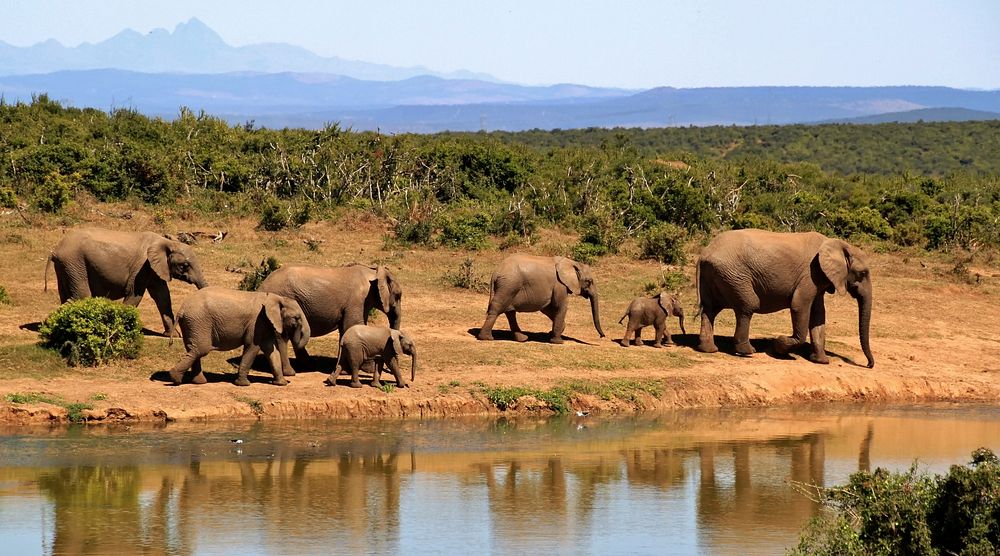 Elephant family in South Africa. Original public domain image from Wikimedia Commons