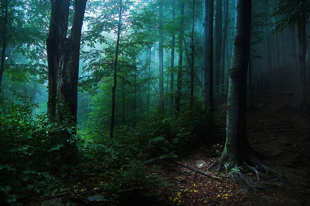 Dark forest, nature background. Original public domain image from Wikimedia Commons