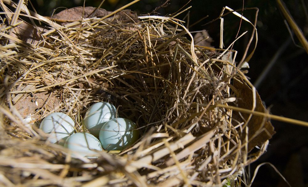 Abandoned Nest. Original public domain image from Wikimedia Commons