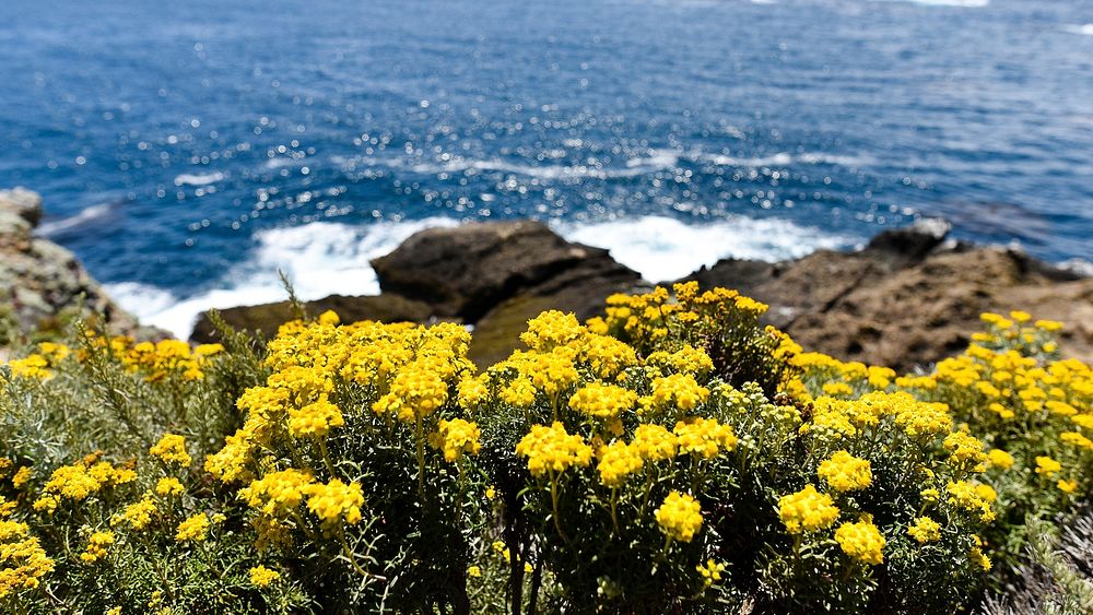 Flowers at Point Lobos State Natural Reserve. Original public domain image from Wikimedia Commons