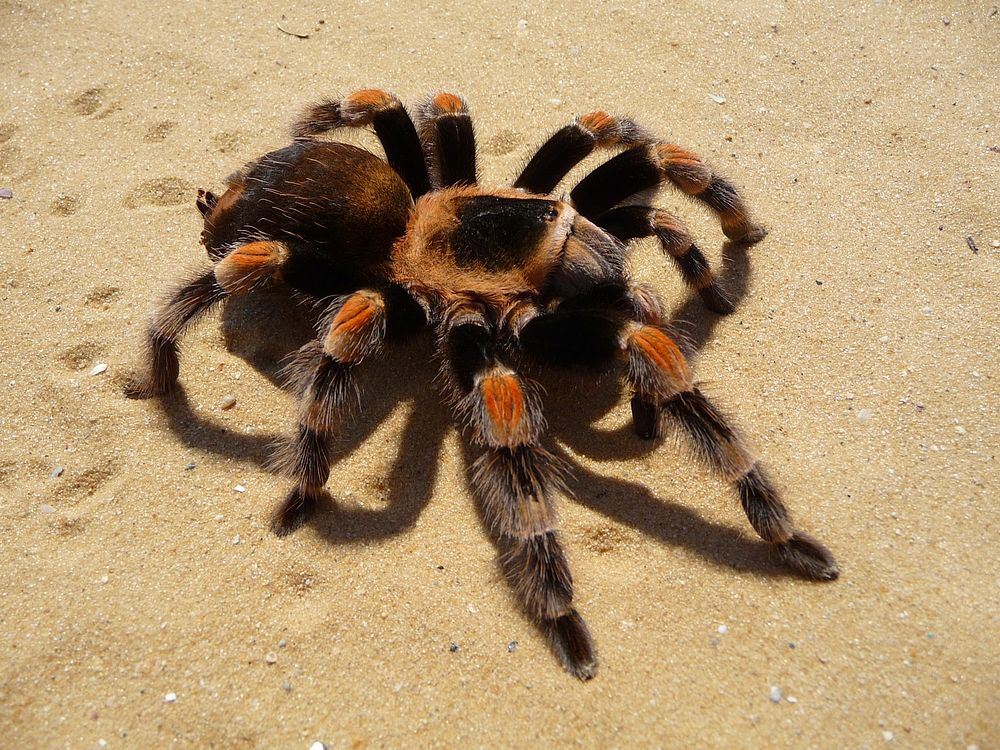 Mexican Red-kneed Tarantula, Mexican Red-kneed birdeater. Female (Brachypelma smithi). Original public domain image from…