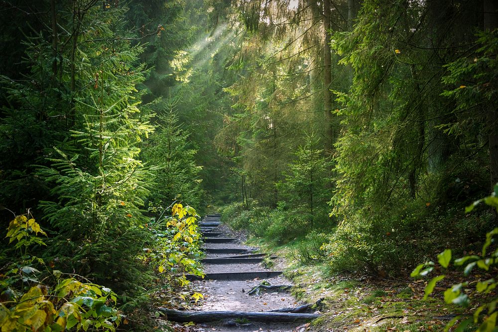 Forest Away Path. Original public domain image from Wikimedia Commons