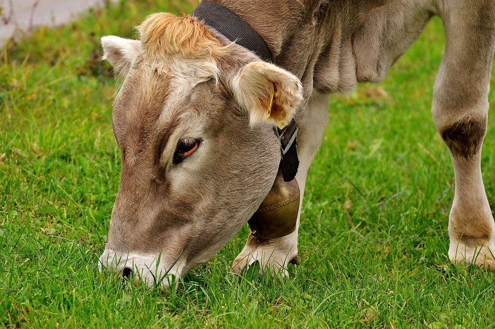 Cute Cow Ruminant Allgäu Cows Dairy Cattle. Original public domain image from Wikimedia Commons