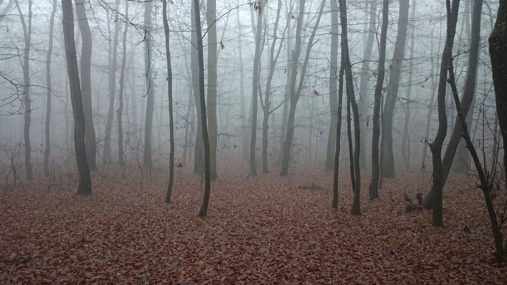 Mysterious foggy woods. Original public domain image from Wikimedia Commons