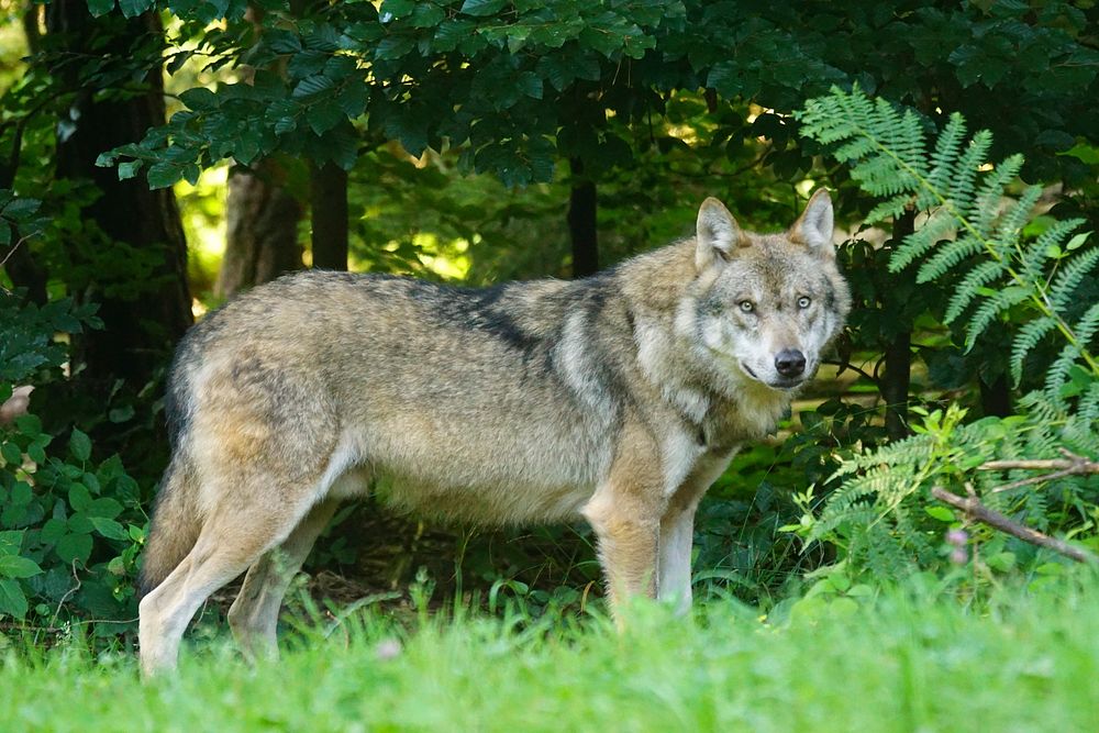 Brown wolf in the forest. Original public domain image from Wikimedia Commons