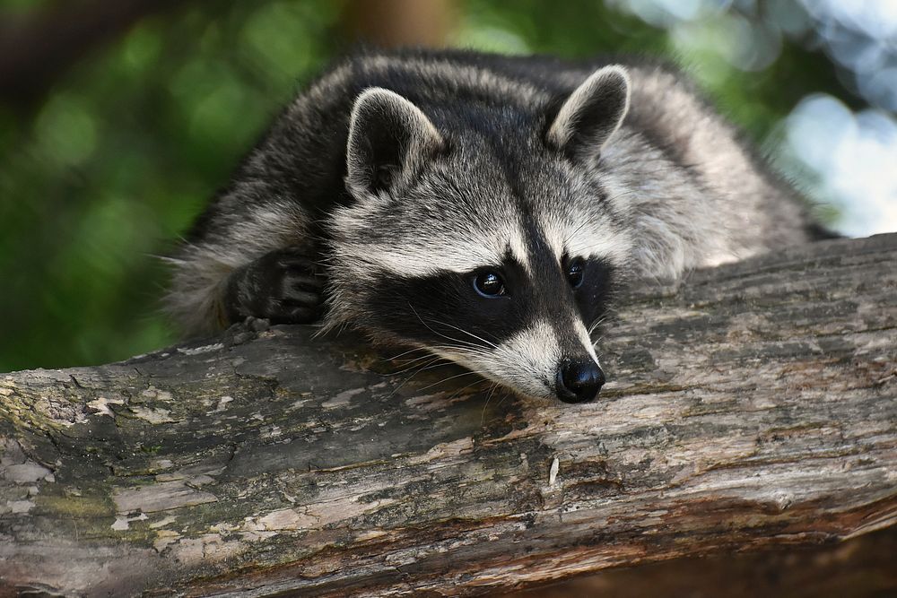 A raccoon resting on a log. Original public domain image from Wikimedia Commons