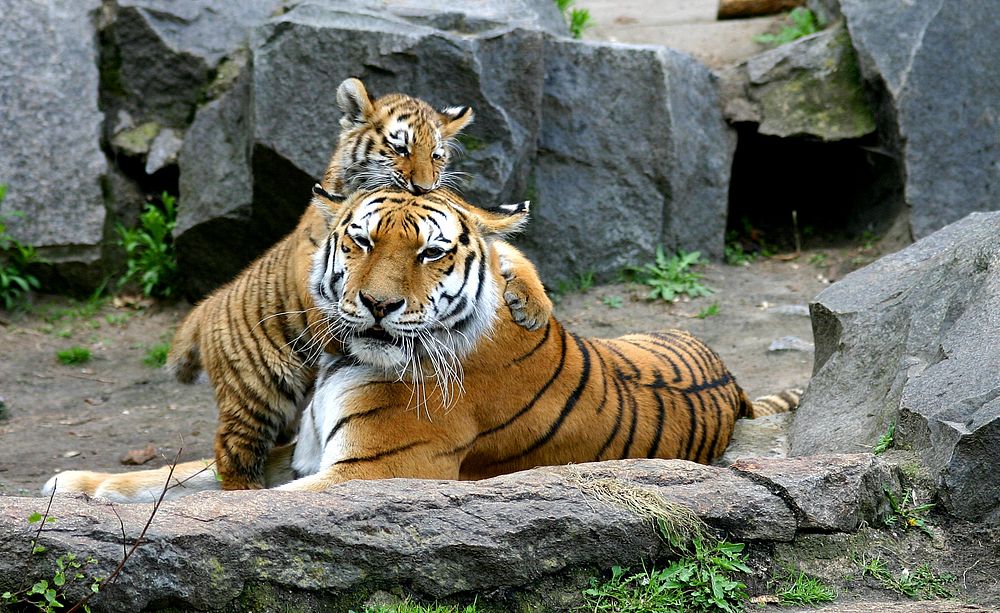 Tiger baby and big tiger in Berlin Tierpark. Original public domain image from Wikimedia Commons
