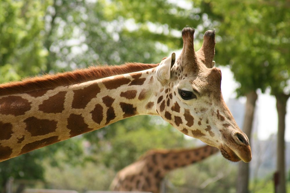 Masai Giraffe at Madrid Zoo, Spain. Original public domain image from Wikimedia Commons