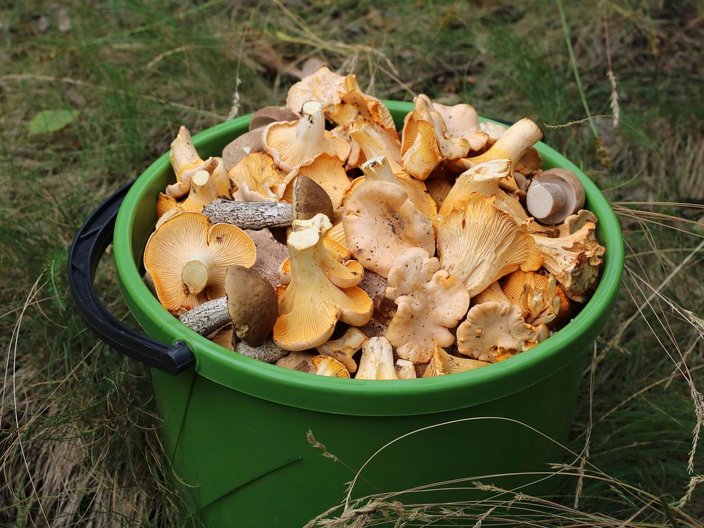 Picked edible fungi in bucket. Golden chanterelle (Cantharellus cibarius), Cep (Boletus edulis) and Brown cap boletus…