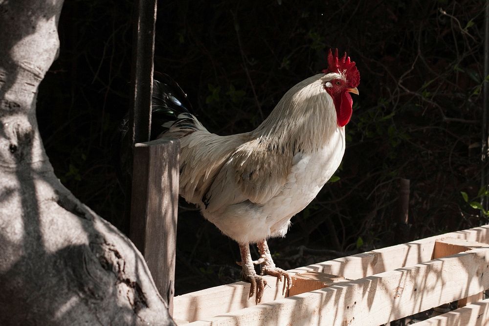 Rooster. Original public domain image from Wikimedia Commons