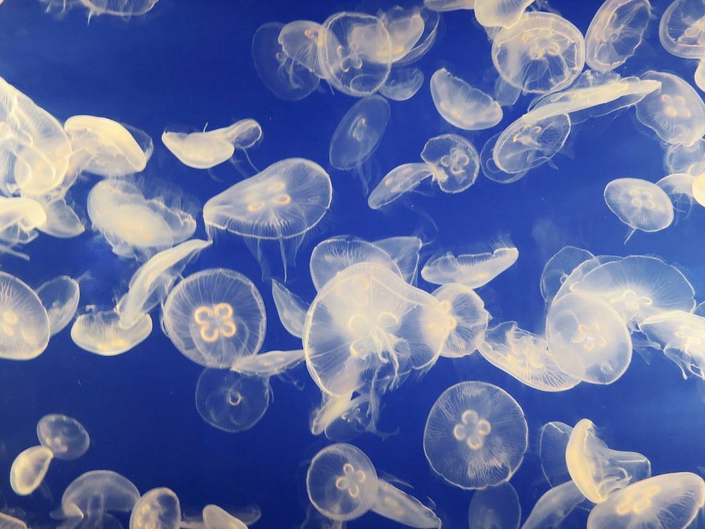 Jellyfish swarm. Original public domain image from Wikimedia Commons