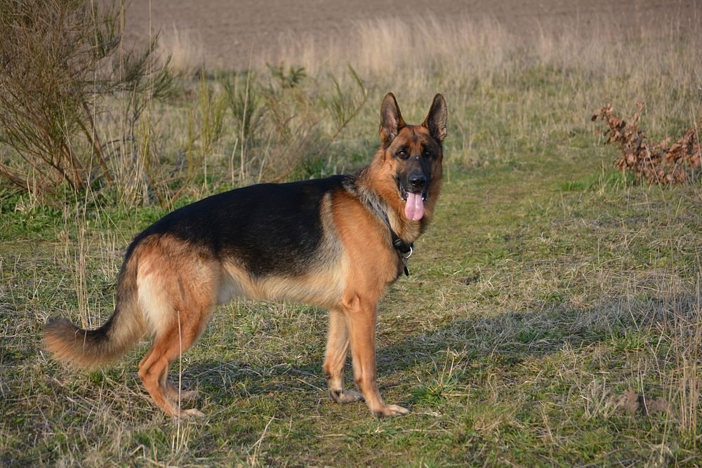 German shepherd dog standing on grass ground. Original public domain image from Wikimedia Commons