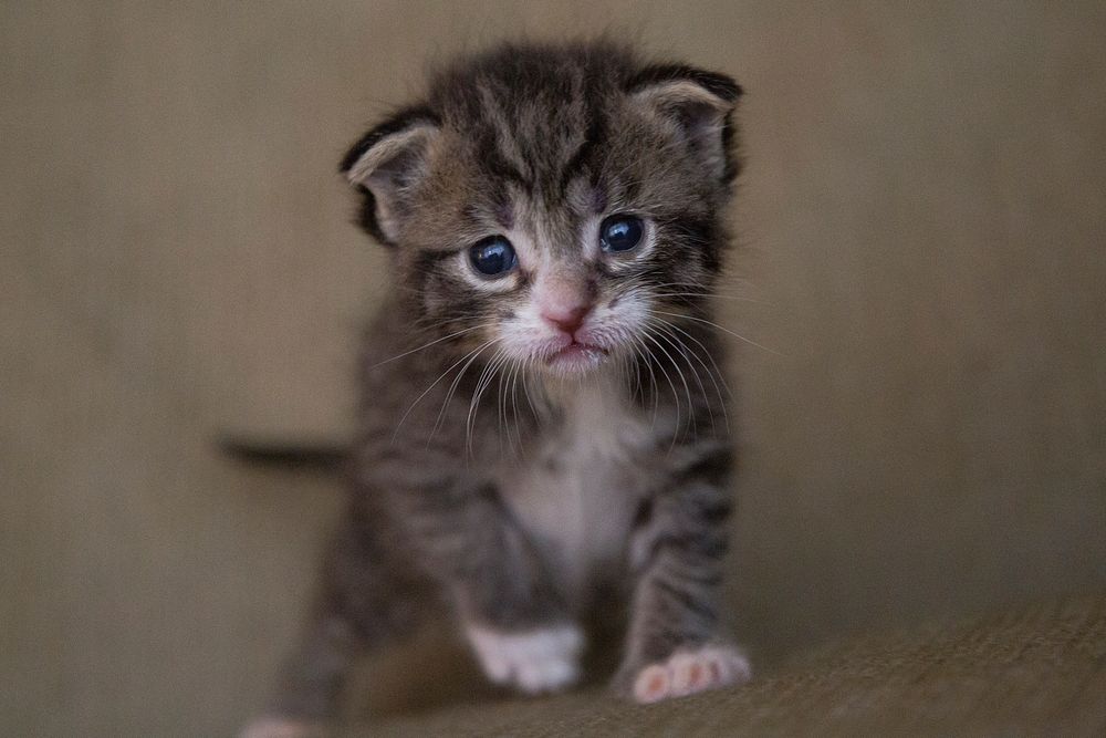 A kitten looking at the camera seemed innocent. Original public domain image from Wikimedia Commons