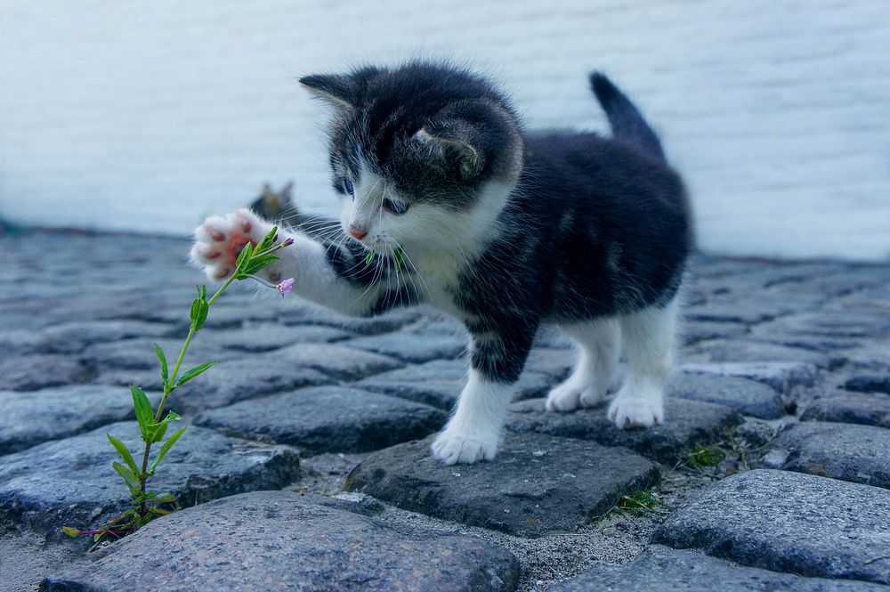 A kitten keeping a leaf in the mouth seemed curious. Original public domain image from Wikimedia Commons