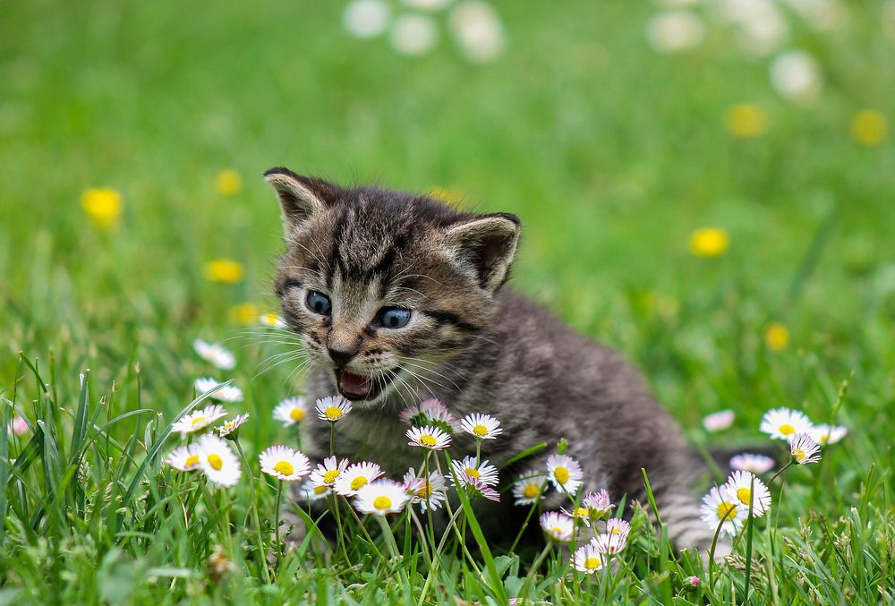 A kitten sitting on the lawn was looking at the flowers. Original public domain image from Wikimedia Commons