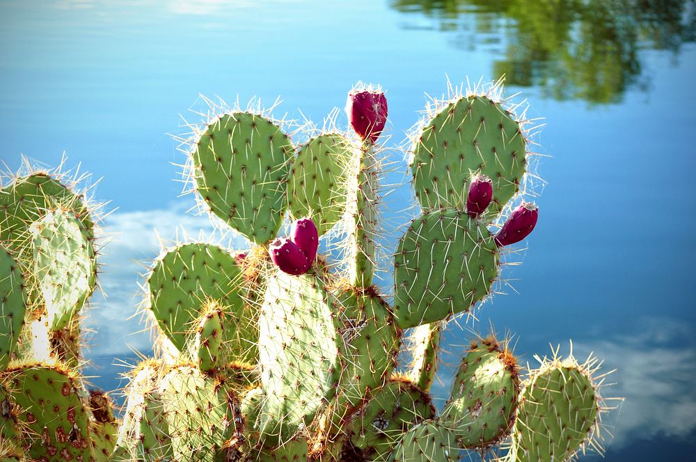 Cactus. Original public domain image from Wikimedia Commons