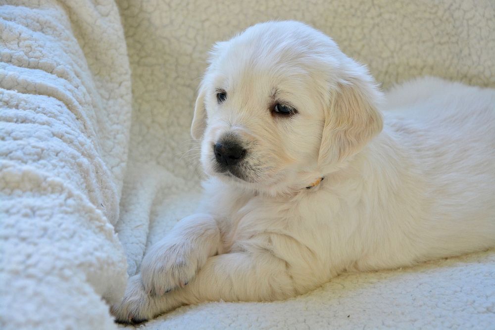 Cute white golden retriever puppy lying on white couch. Original public domain image from Wikimedia Commons