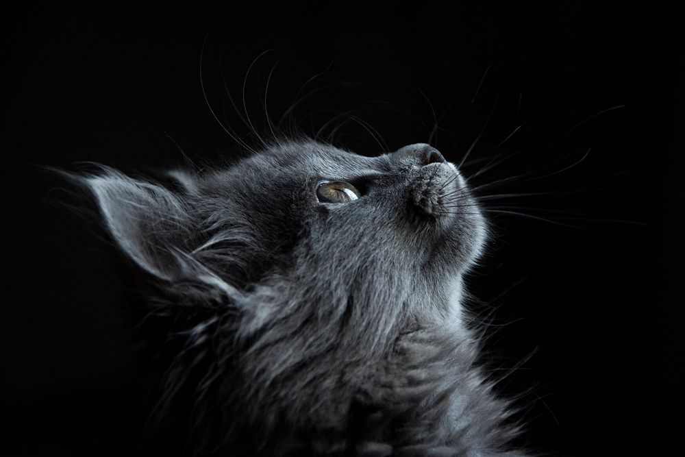 Cute gray cat. Original public domain image from Wikimedia Commons