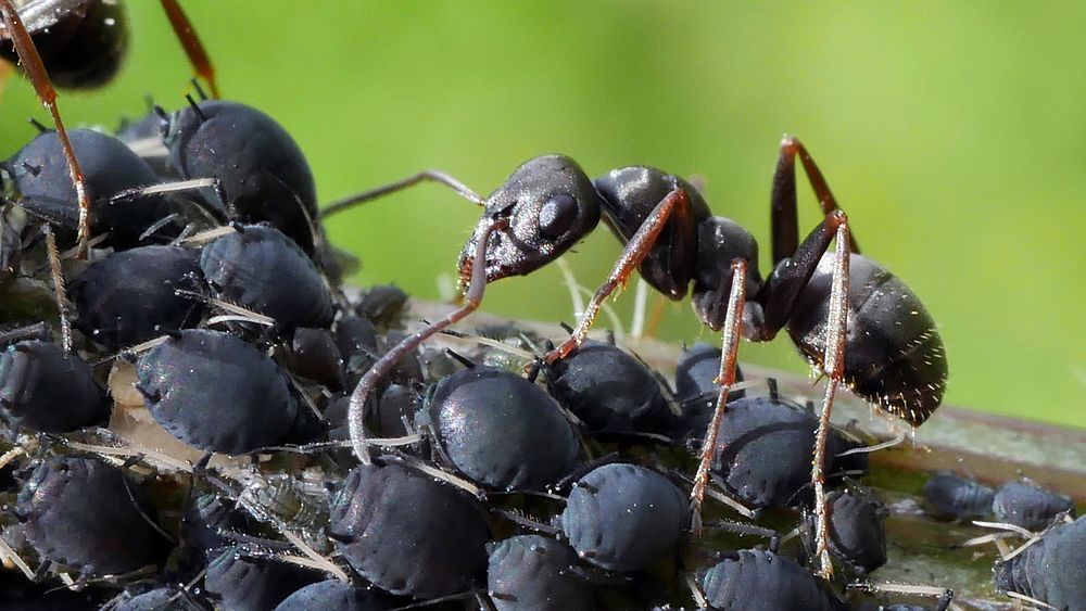 Une fourmi s'occupant de pucerons. Original public domain image from Wikimedia Commons