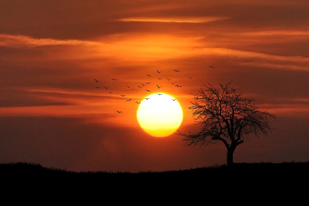 Sunset Tree Dusk Dawn. Original public domain image from Wikimedia Commons