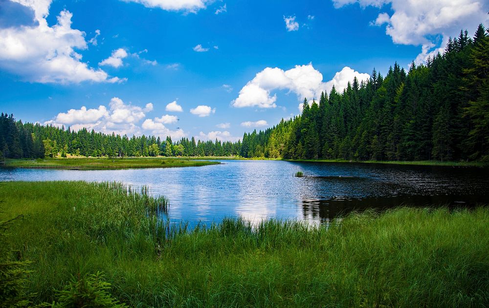 View of a lake in a huge forest. Original public domain image from Wikimedia Commons