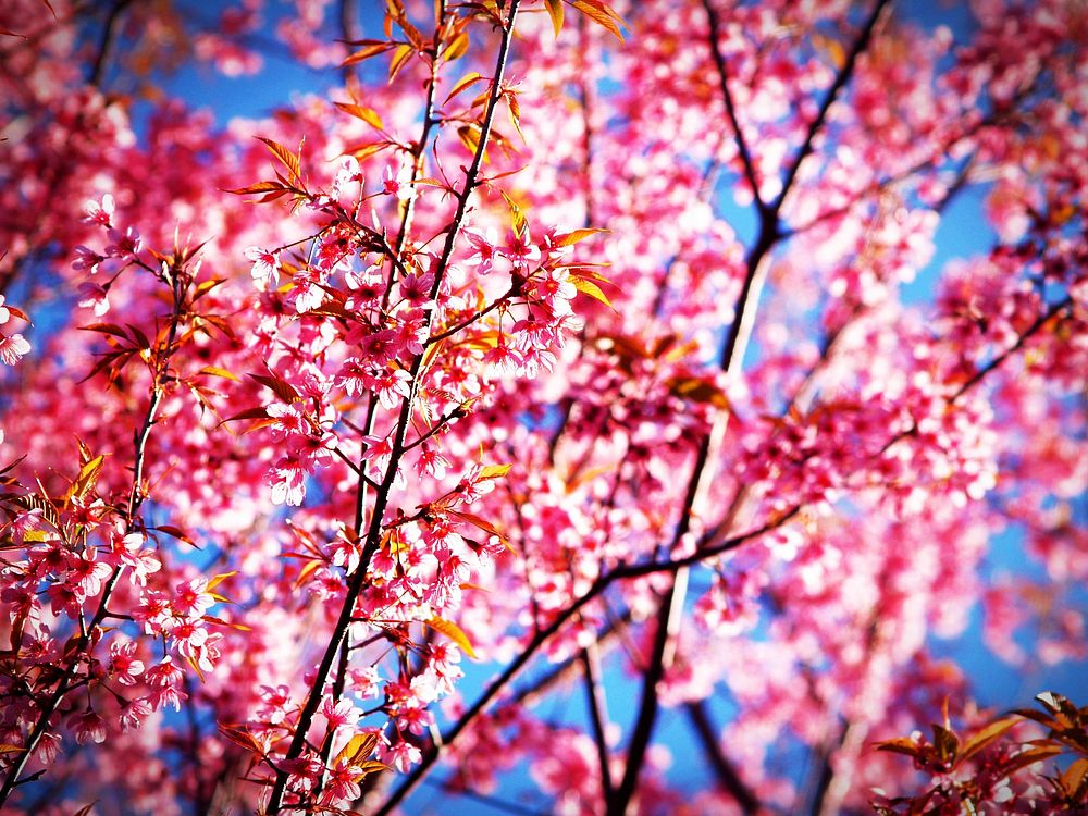 Sakura blossom. Original public domain image from Wikimedia Commons