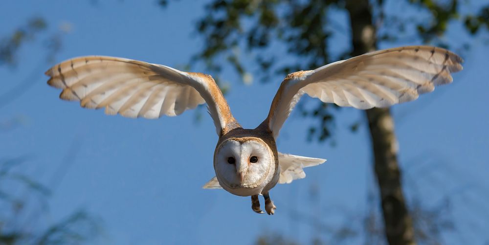 Front view of a barn owl (Tyto alba), in flight, with blue sky background. Original public domain image from Wikimedia…