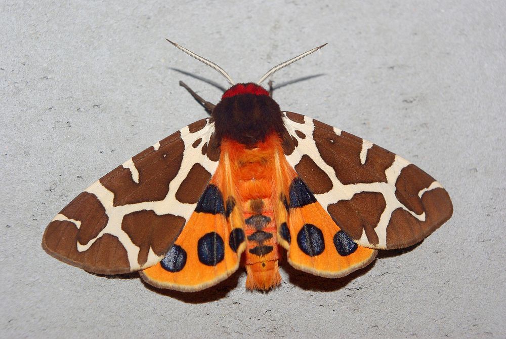 Garden tiger moth. Original public domain image from Wikimedia Commons
