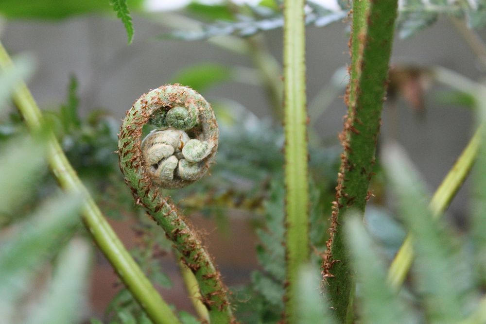 New growth of Cyathea capensis. Forest Tree Fern. Photo taken in Cape Town.