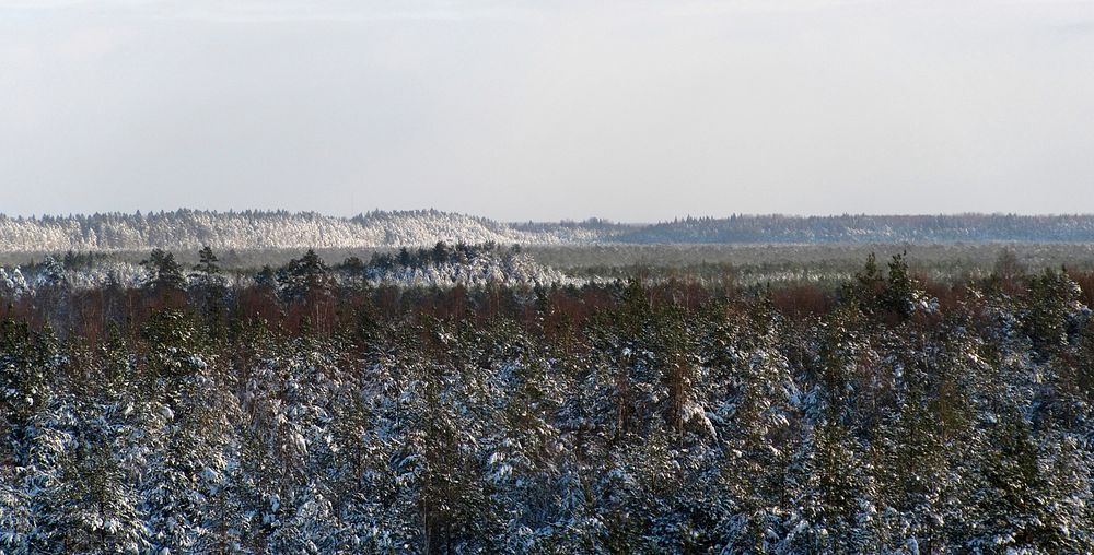 Winter scene from Alam-Pedja Nature Reserve, Estonia. Original public domain image from Wikimedia Commons