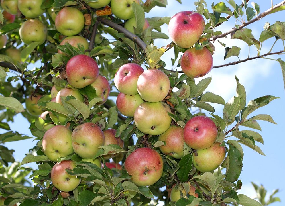 Apples on an apple-tree. Ukraine. Original public domain image from Wikimedia Commons