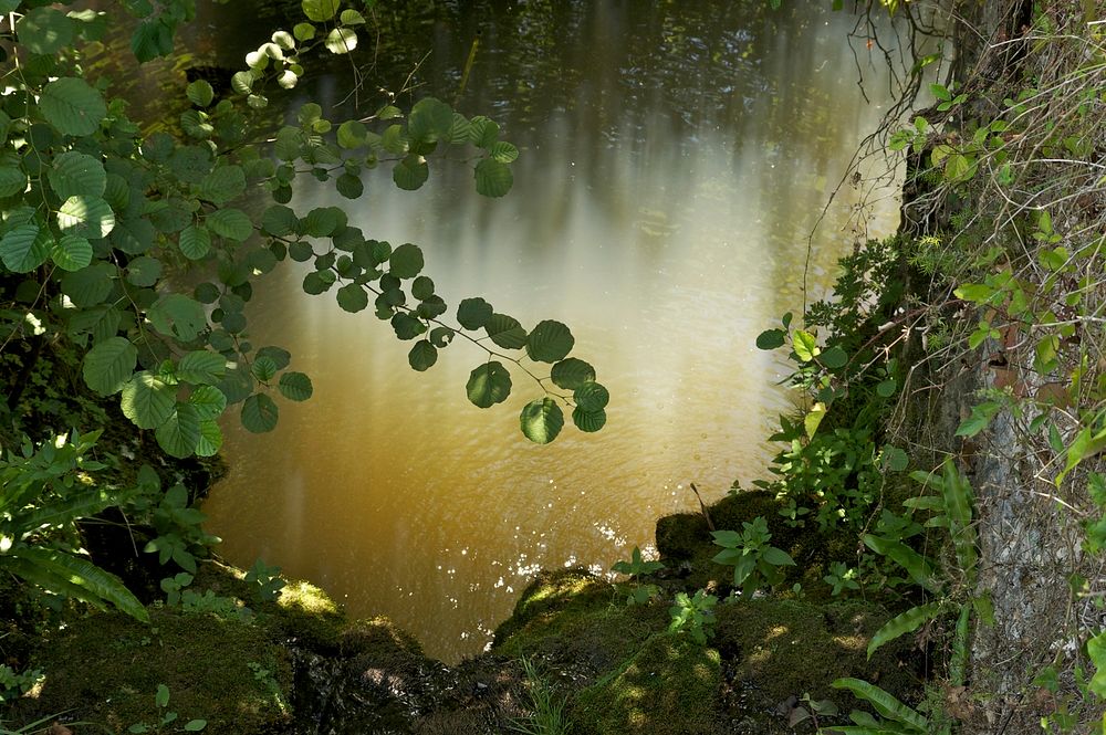 Undergrowth, stream, sun rays. Dordogne, France. Original public domain image from Wikimedia Commons