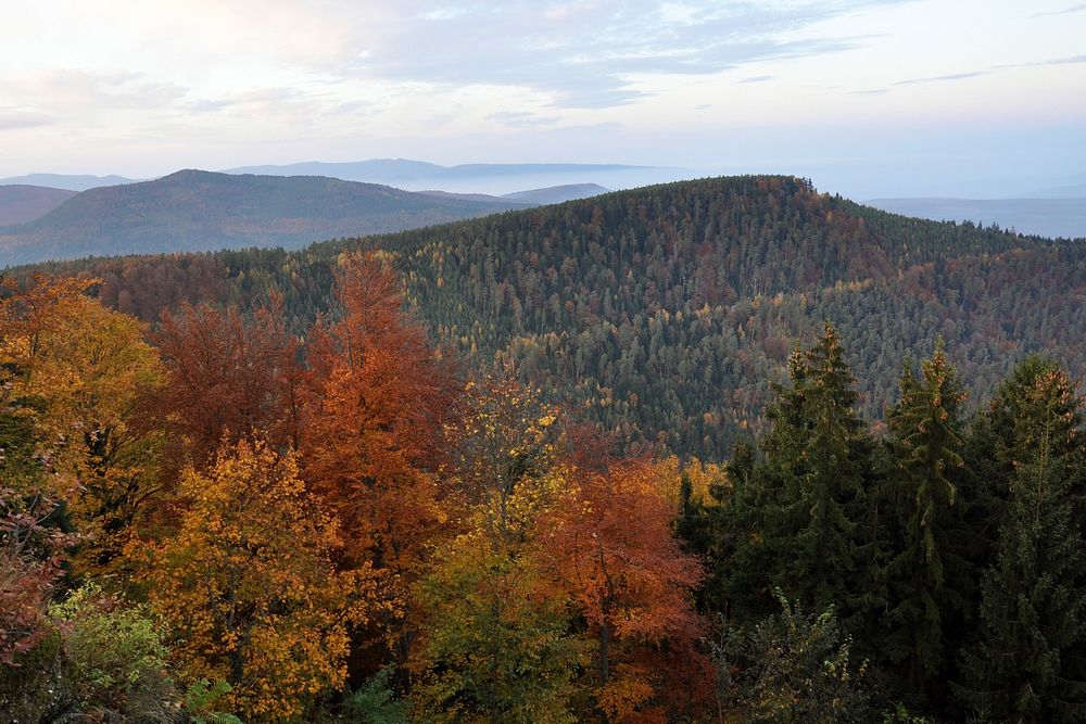 At the foreground, the forest of the Mont Saint-Odile, and the other mounts at the background, during Autumn and at sunset.…