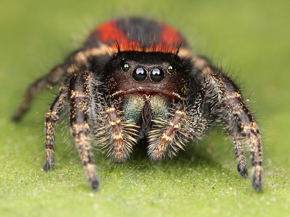 Adult female Phidippus johnsoni jumping spider. Found at China Camp State Park, California. Original public domain image…